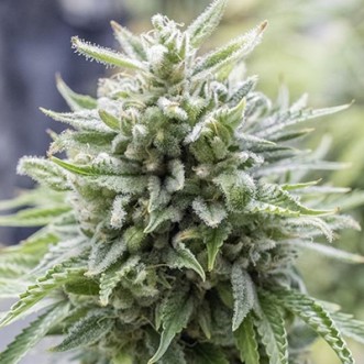 Семена конопли OG Kush Feminised